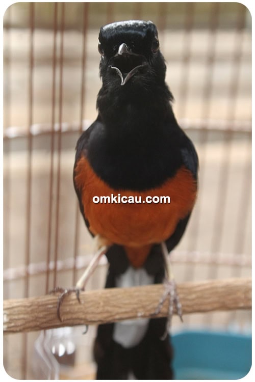 Breeding murai batu Aa Aa BF