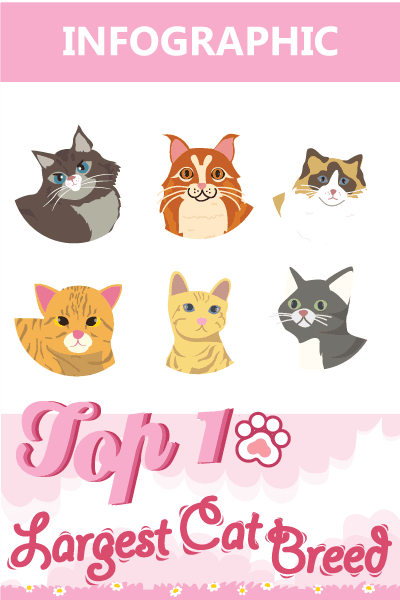 How Do Cats Mate 3 Facts That Will Blow Your Mind Tinpaw