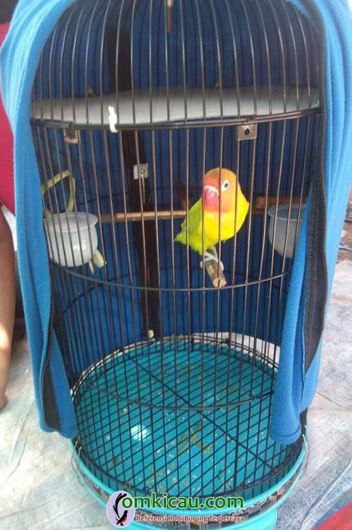 perawatan lovebird