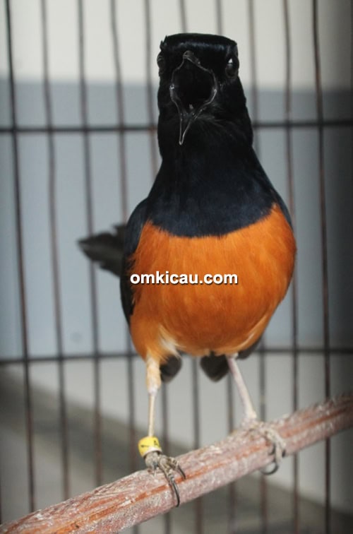 Murai batu Matrix