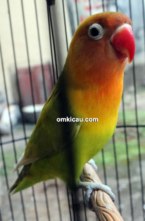 Lovebird Sun Shine (SS)