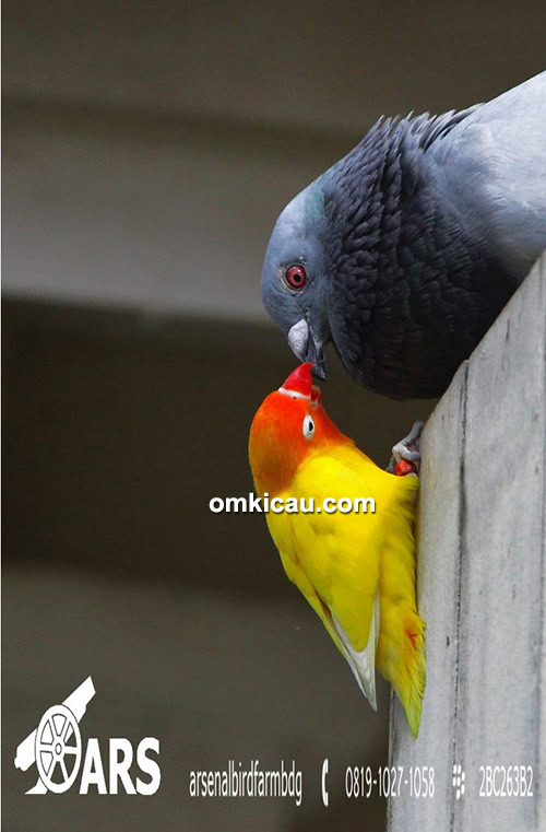 Arsenal Bird Farm