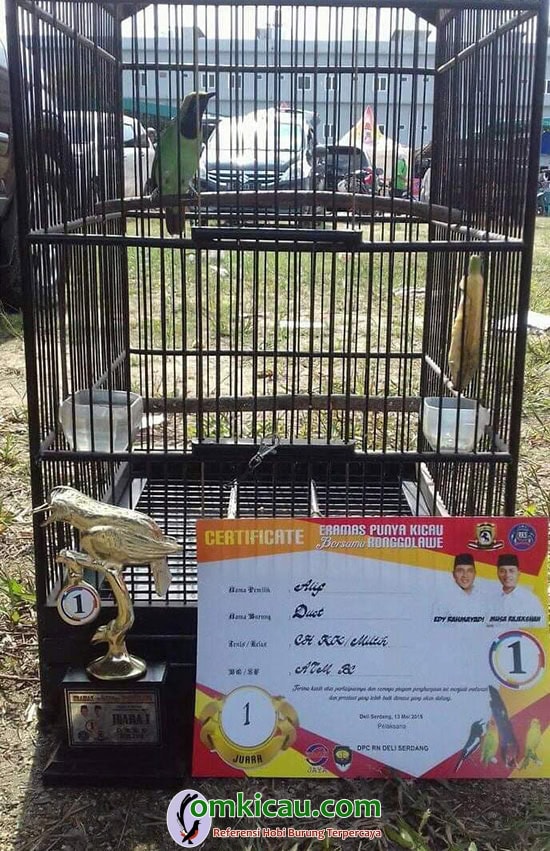 cucak ijo jawara