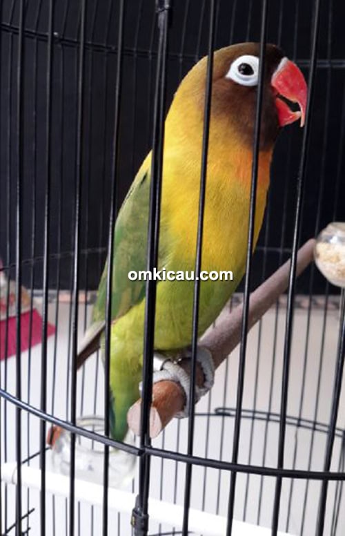 Lovebird Putra Naga