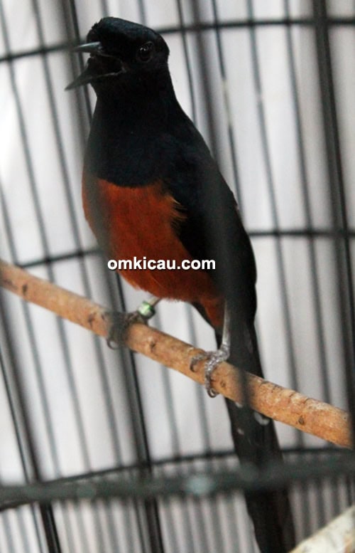 Murai blacktail Balotelli