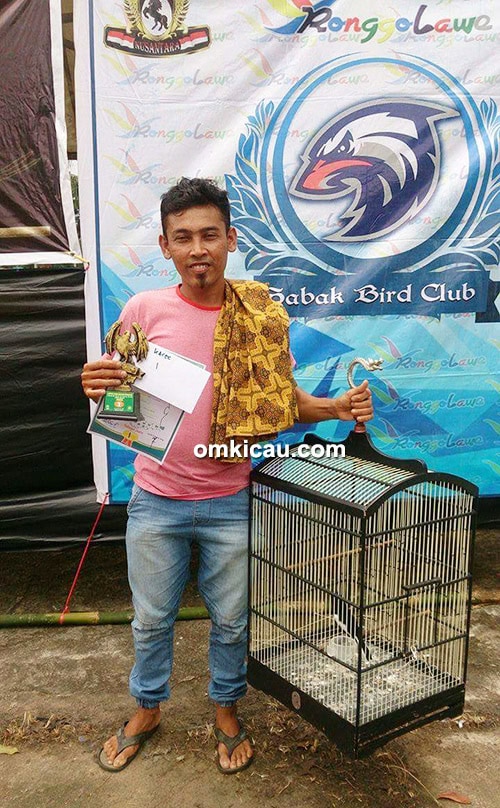 Juara kacer