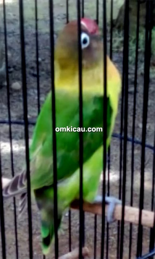 lovebird Artis lovebird Artis
