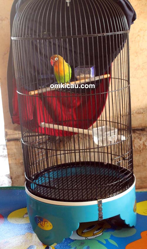 Lovebird Fretty