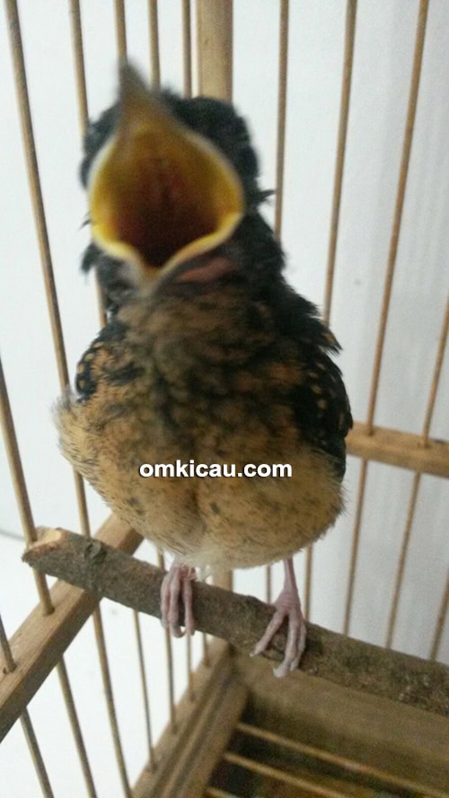 breeding murai batu Arco-Kapuk BF Serang