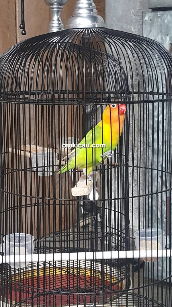 harga lovebird juara lomba Lovebird Jhoni Jr