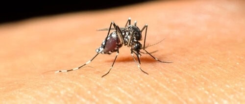 How To Treat West Nile Virus Naturally During Pregnancy