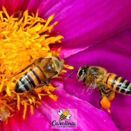 What do Bees Eat? Carolina Honeybees