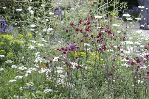 Chelsea flower show 2013