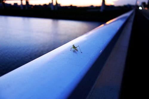 15285425516_e64149bb3b_grasshopper