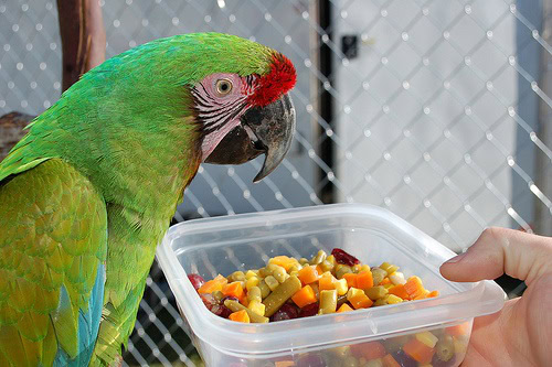 parrot-buah Buah untuk burung paruh bengkok