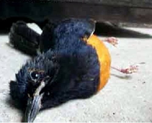 Tetelo sering menyerang burung muda