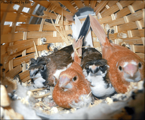 Emprit jepang dengan jambul pada kepalanya