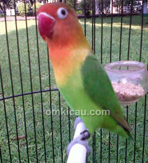 Lovebird Victoria