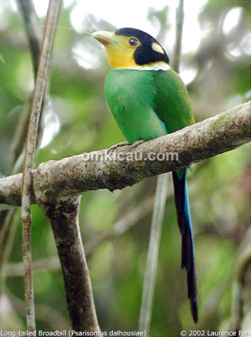Burung madi injap