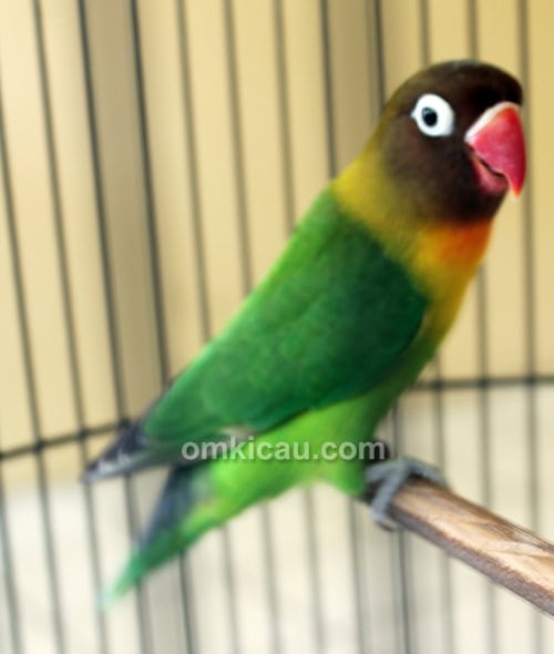 Lovebird Fernando