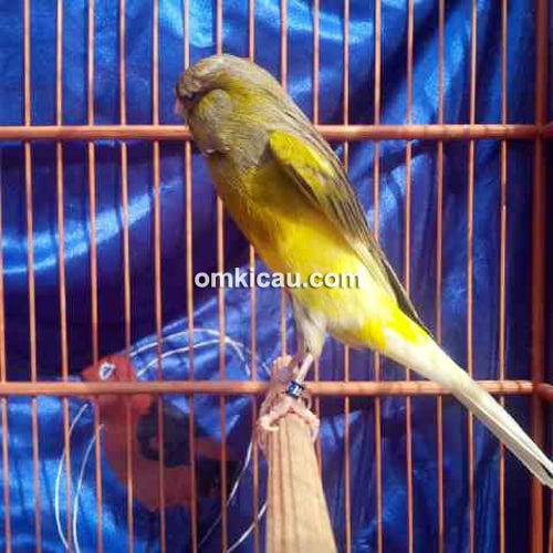 Breeding kenari Laskar Kenari Depok