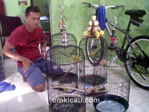 Ternak lovebird IP Bird Farm Pati