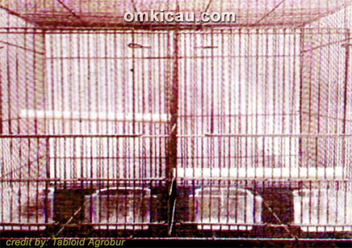 sangkar breeding yang bisa digantung