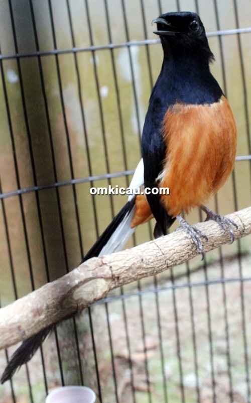 Murai batu Kuda Hitam
