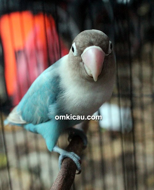 Lovebird Satria