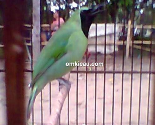 Cucak hijau Gareng