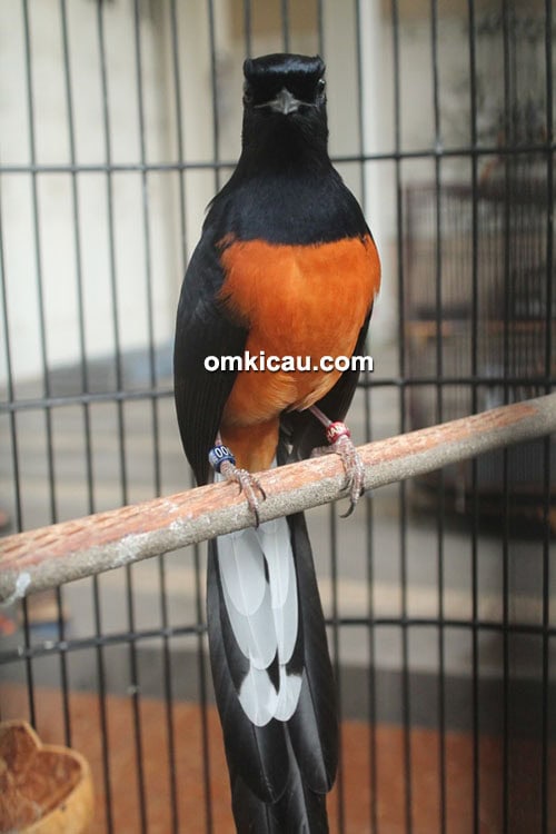 Breeding murai batu Shanti BF Jakarta