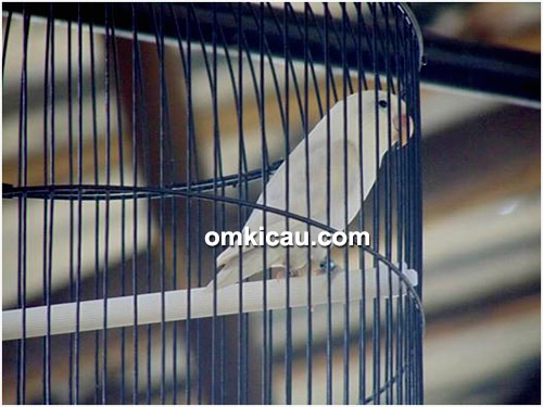 Lovebird Kabaya Putih