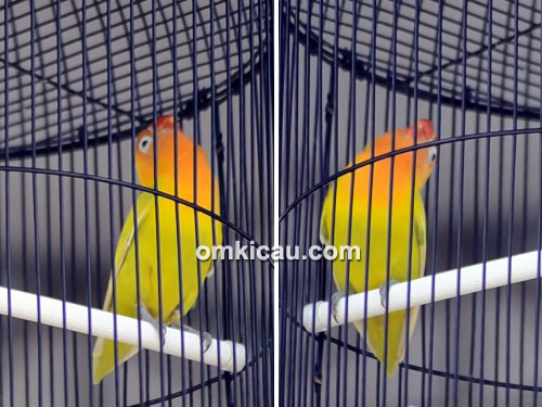 Lovebird Gombloh