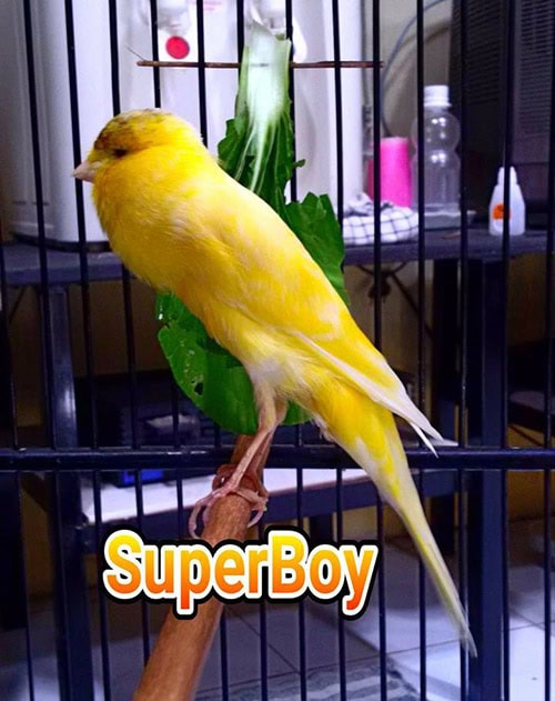 kenari Super Boy