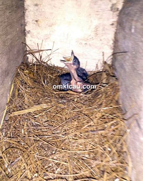 Breeding murai batu SMP BF Jakarta