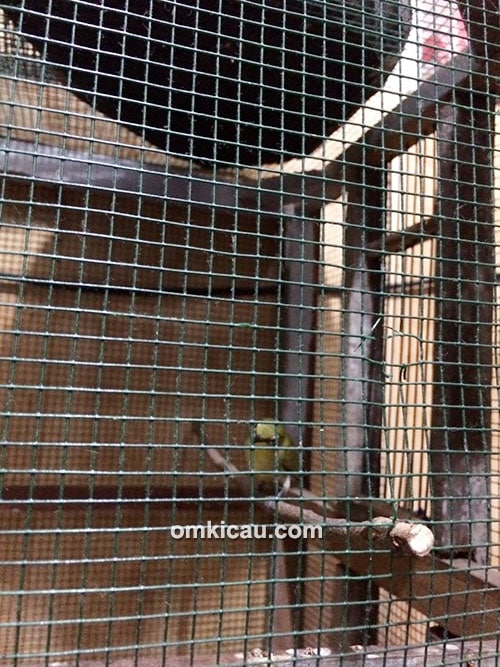 Pleci Raden