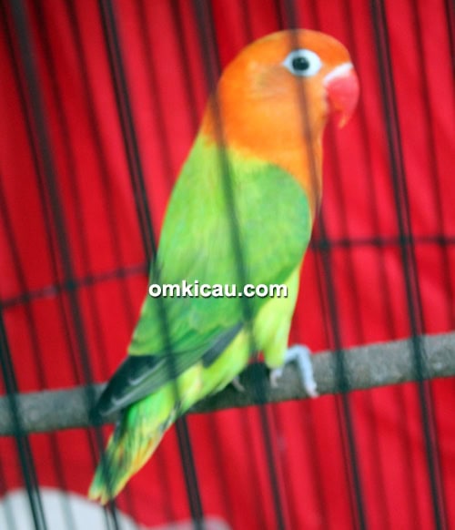 lovebird Sasuke