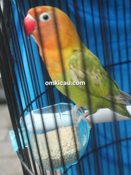 latpres new bravo Lovebird Ayang Akoh