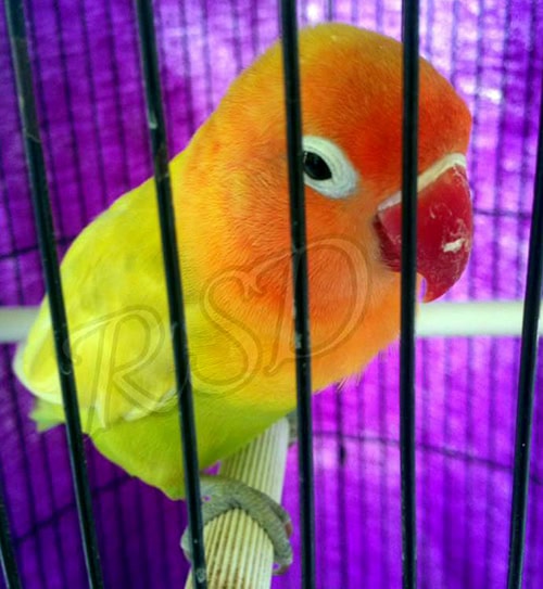 breeding lovebird trah kekean