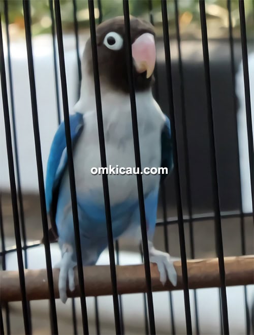 Lovebird Blue Sky
