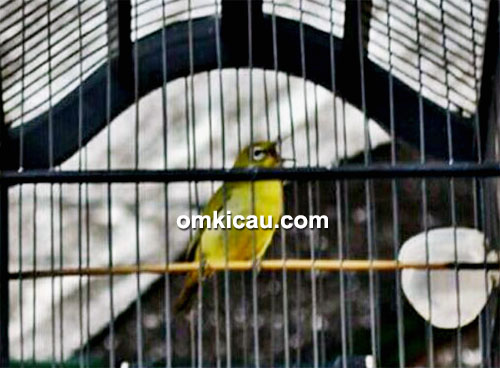 Pleci Bom Bali