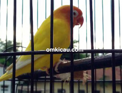 Lovebird Lemon Lovebird Lemon