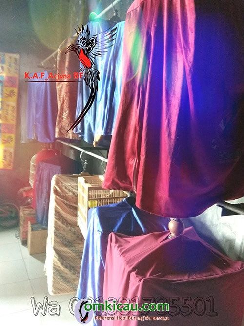 pemasteran murai batu