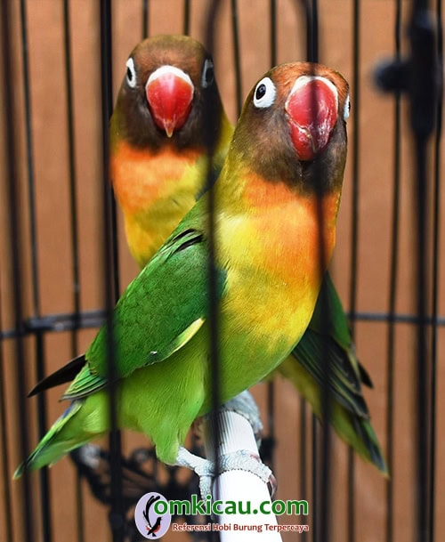 Lovebird Sakral