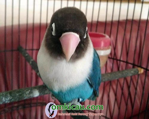 Lovebird Sendang Biru