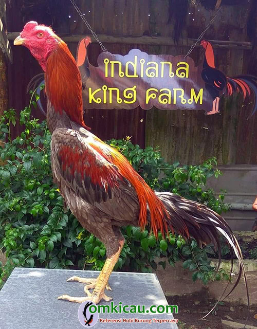 breeding ayam aduan