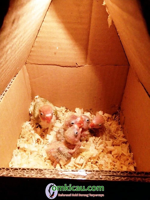 cara beternak lovebird