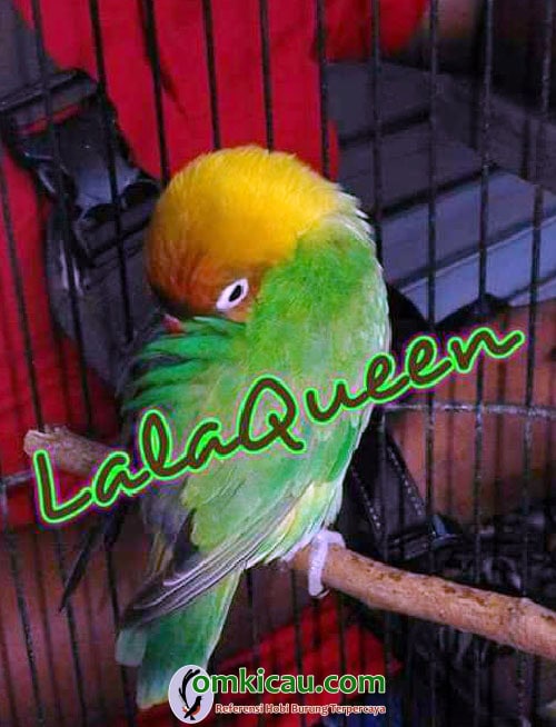lovebird Lala Queen lovebird Lala Queen