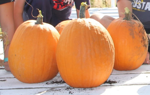 A photo showing three large pumpkins sitting outside on a porch.