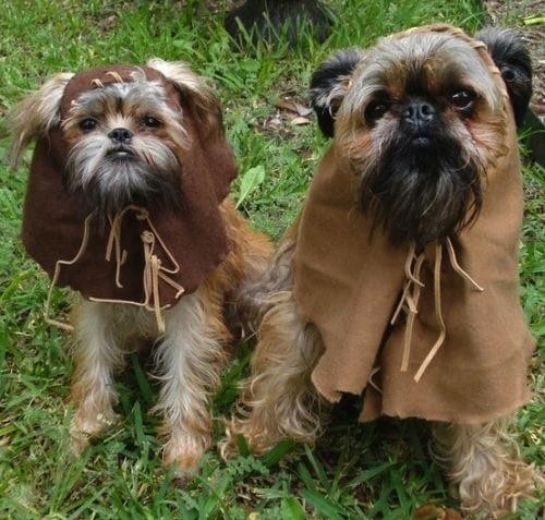 Ewoks Dog Halloween Costumes Ewoks Dog Halloween Costumes